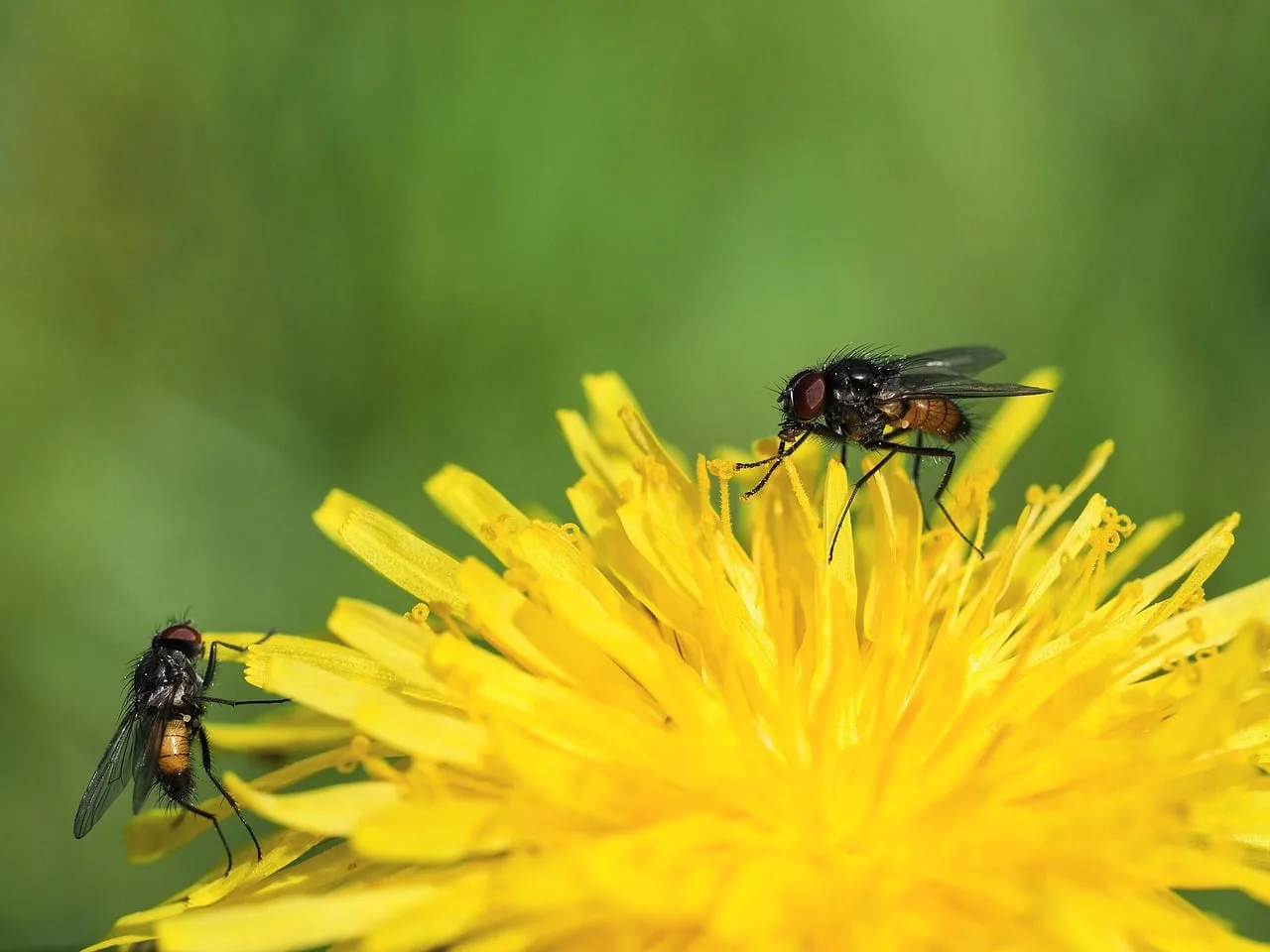Doğa makro fotoğrafı - sarı karahindiba ve sinek kanatları