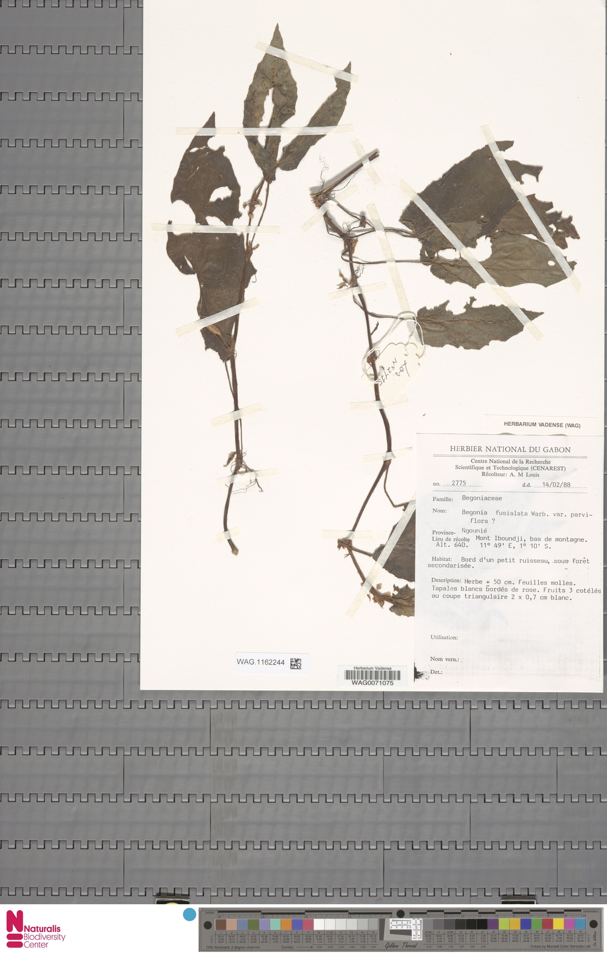 Doğa Tarihi Arşivinden Gabon Begonyası Kurutulmuş Bitki Örneği