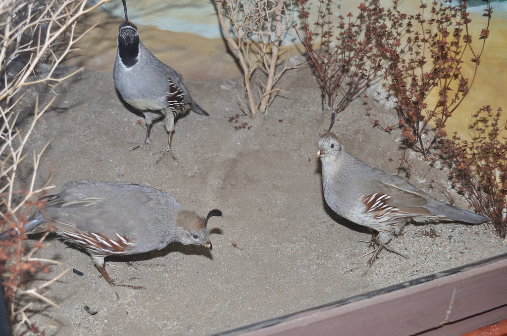 Doğa Tarihi Müzesinde Sergilenen Çöl Keklikleri ve Diorama Detayları