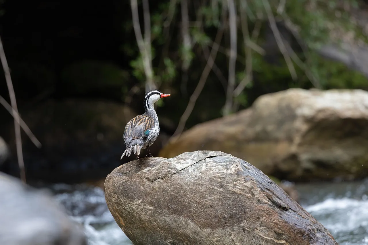 Doğada su kenarında mallard ördeği - renkli tüyler