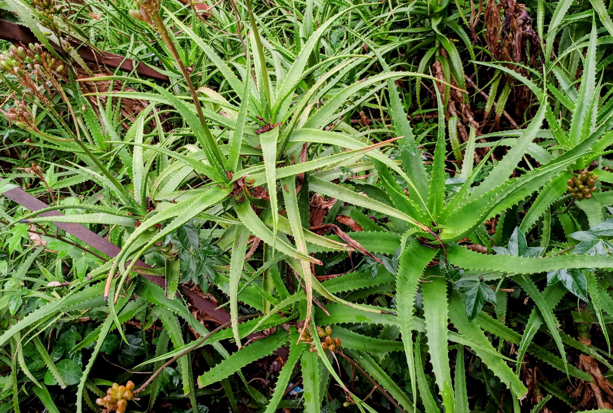 Doğal ortamda büyüyen aloe vera bitkisi ve yeşil yaprakların detaylı görünümü