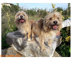 doğal ortamda kayalıkların üzerinde poz veren iki neşeli tüylü köpek