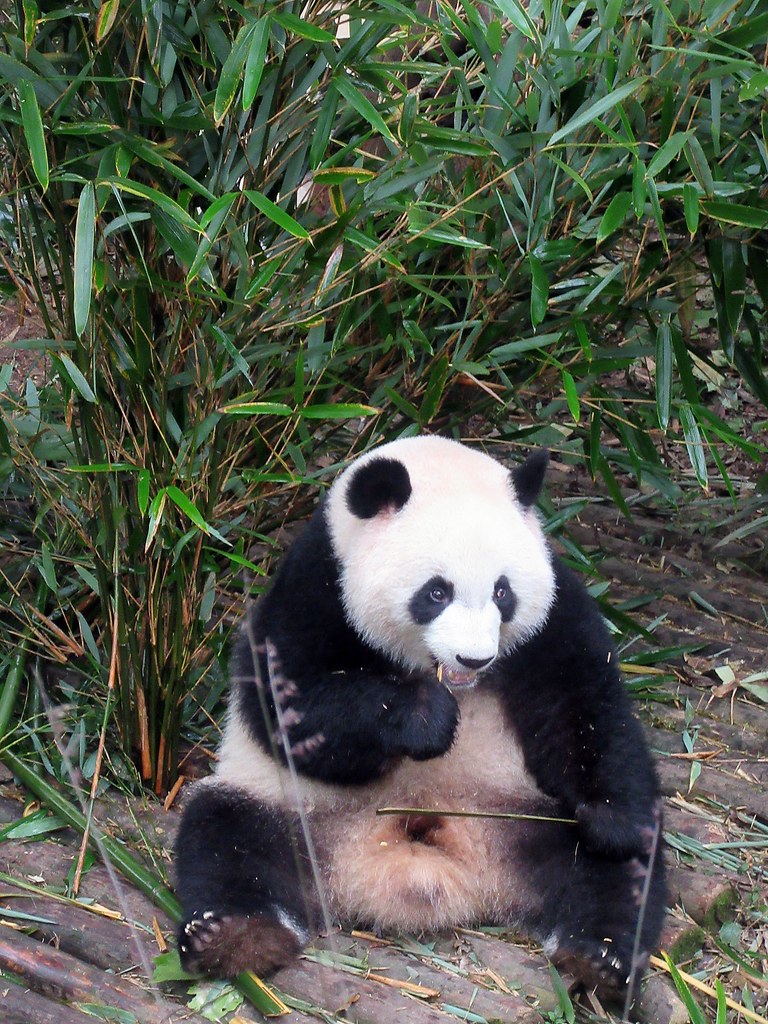 Doğal Ortamında Bambu Çalıları Arasında Oturarak Beslenen Sevimli Dev Panda