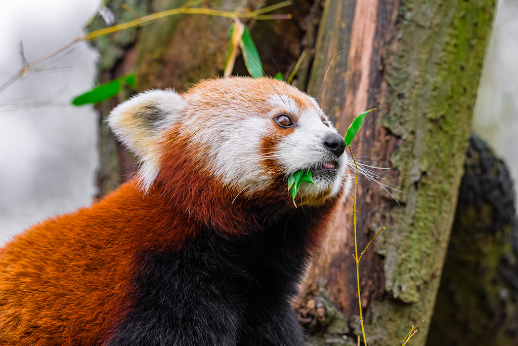 Doğal Yaşamında Yaprak Yiyen Sevimli Kızıl Panda Yakın Çekim