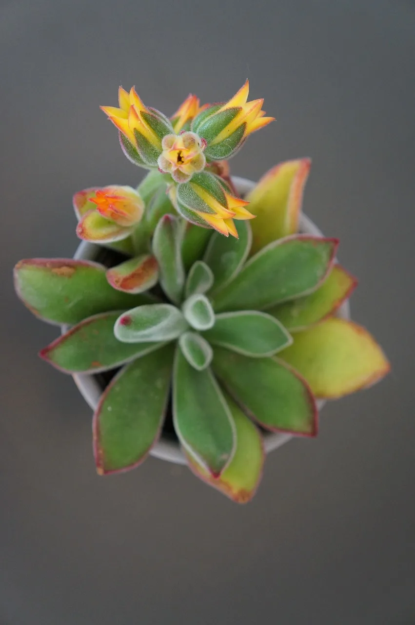 Echeveria pulvinata rozetli sukulent dekorasyonu - ev bitkisi