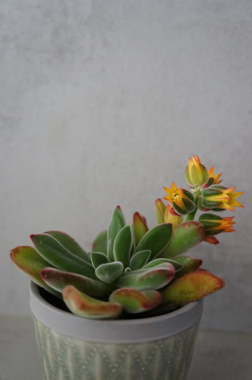 Echeveria pulvinata ruby saksı bitkisi - yeşil rozet