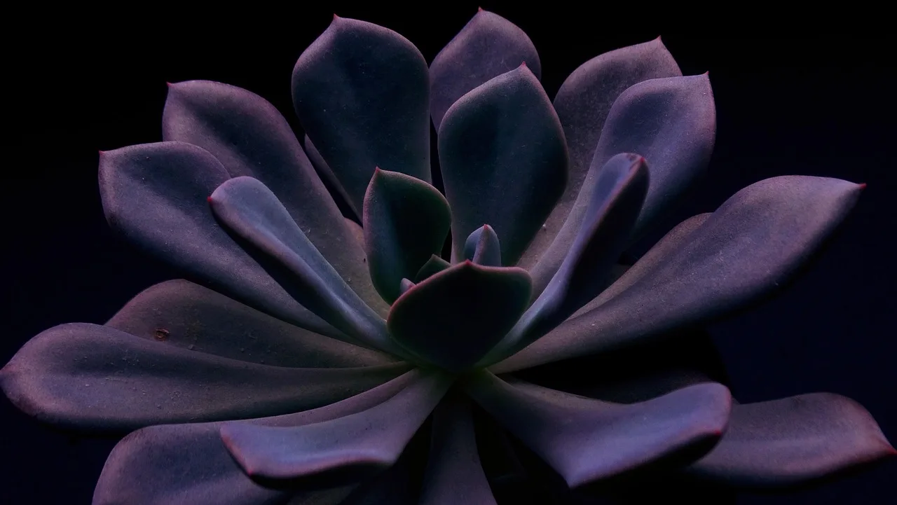Echeveria sukulen saksı fotoğrafı - yeşil ev bitkisi