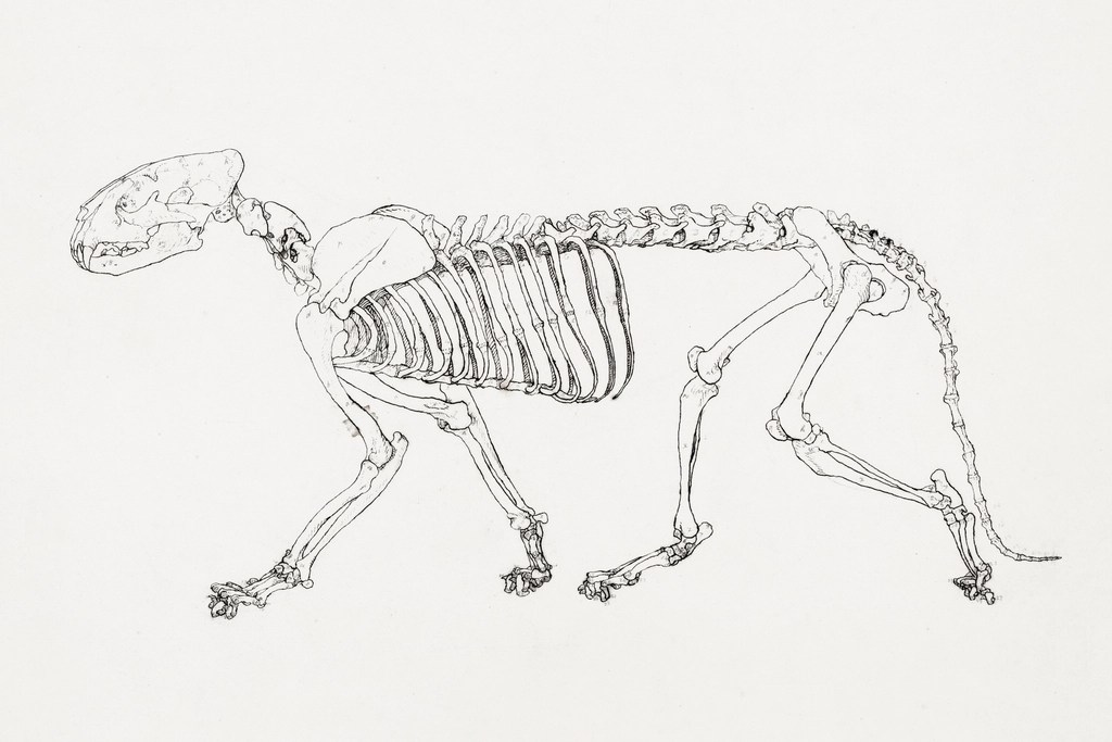 Eğitim ve Sanat için Detaylı Hayvan İskeleti Anatomi Çizimi