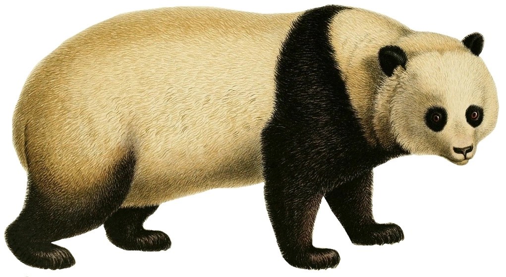 Eski Dönem Büyük Panda Bilimsel İllüstrasyonu: Yaban Hayvanı Detay Çizimi