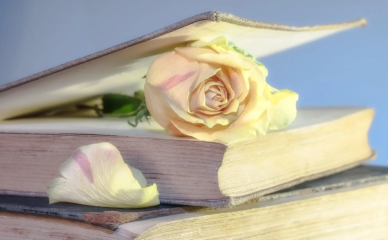 Eski kitap sayfaları arasında gül çiçeği yakın çekim