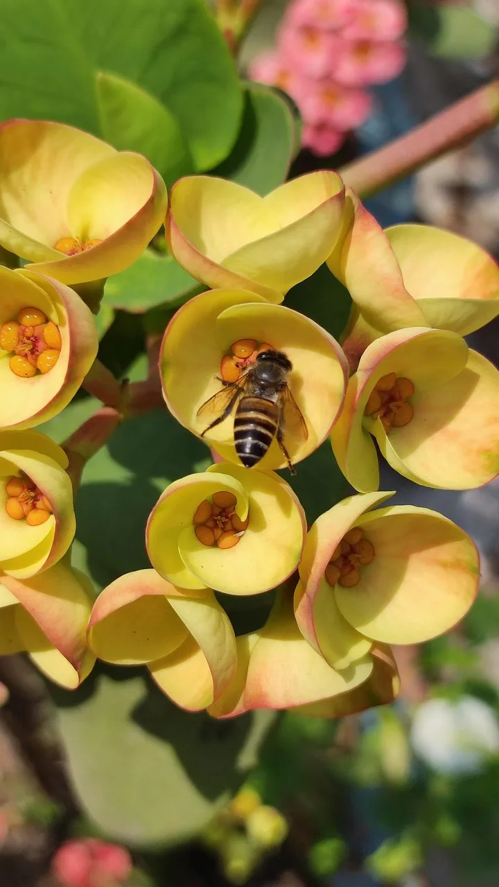 Euphorbia çiçeği - dikenli çiçek fotoğrafı
