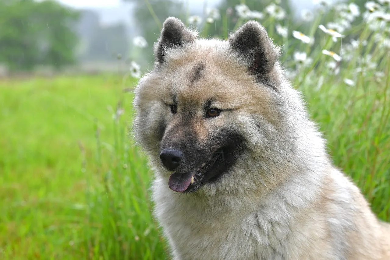 Eurasier köpek portresi - asil dost Eurasier köpek portresi - asil dost