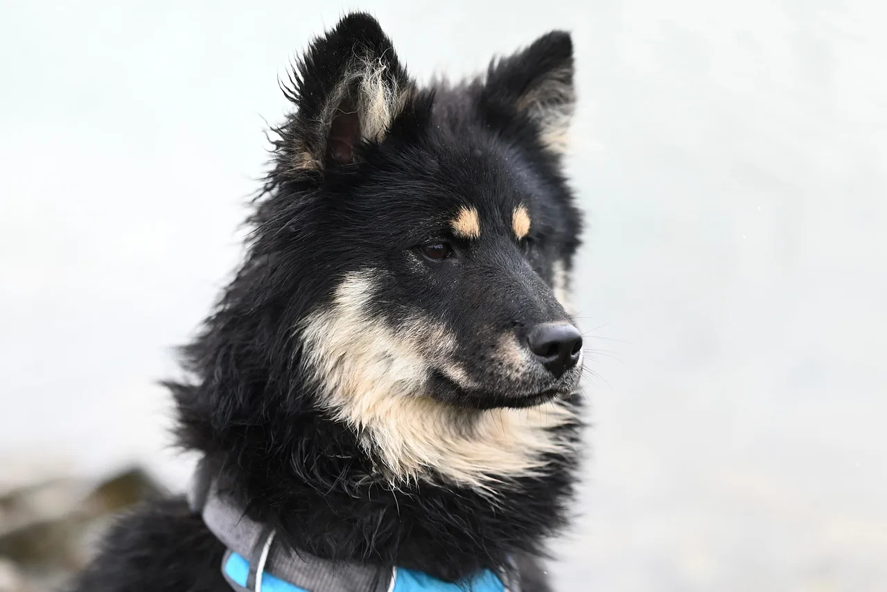 Eurasier köpek portresi - sevimli hayvan fotoğrafı