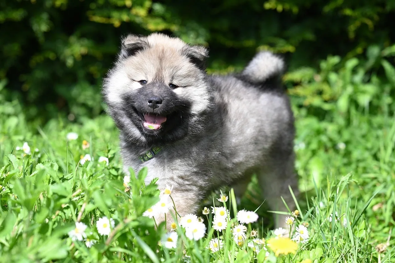 Eurasier yavru köpek portresi - sevimli evcil hayvan