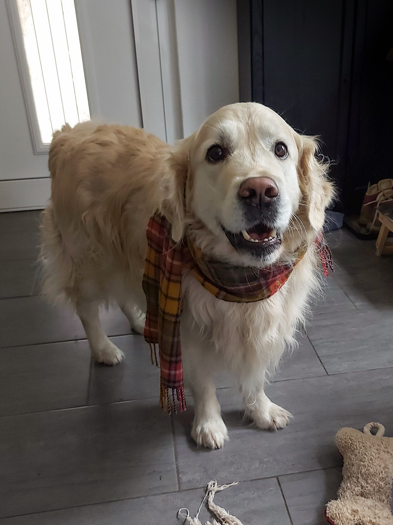 Ev İçinde Ekose Atkısıyla Poz Veren Mutlu Golden Retriever Köpeği
