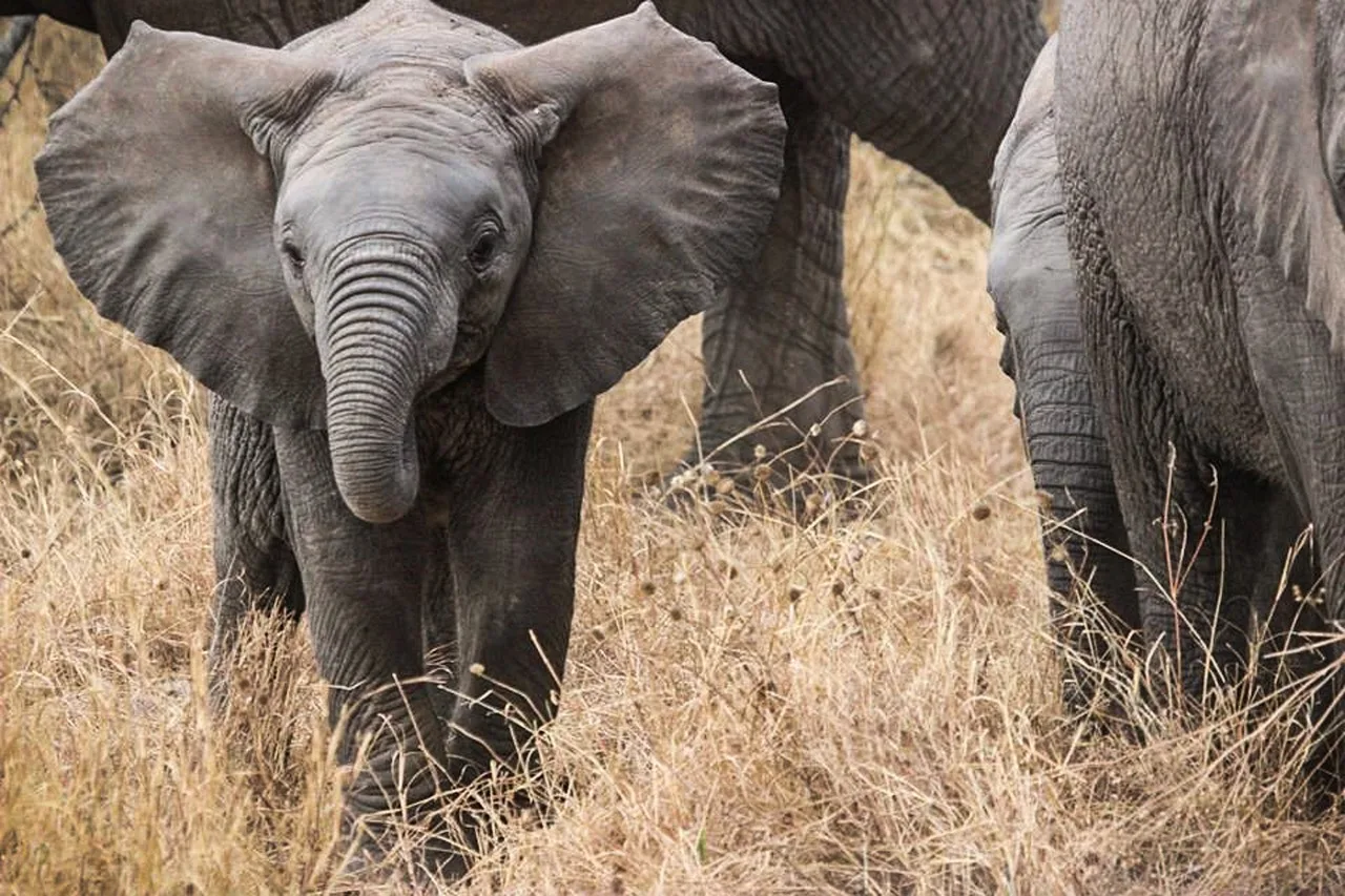 Fil sürüsü Serengeti savanında yürürken - vahşi hayvan
