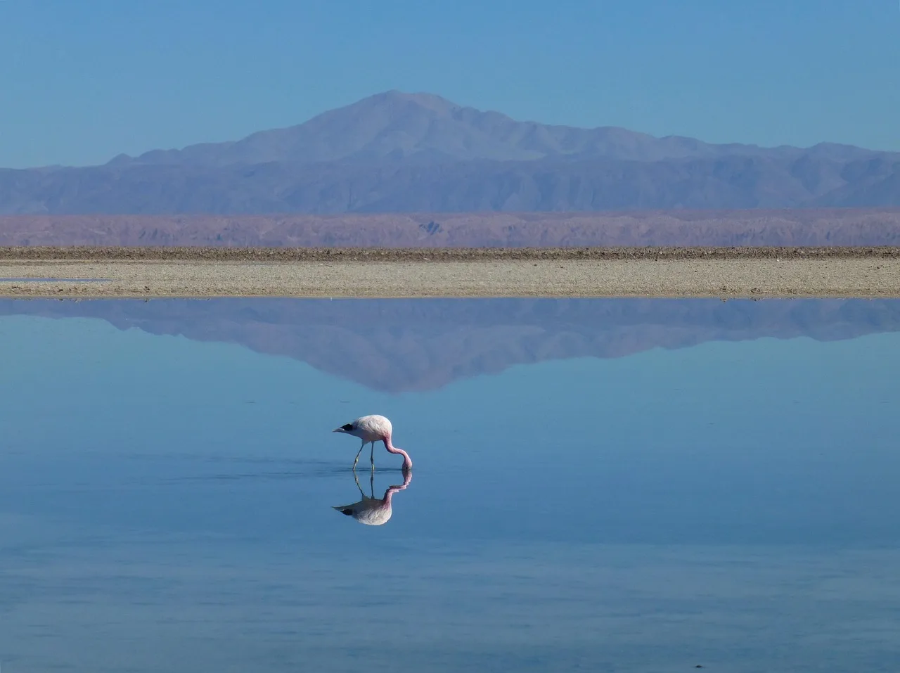 Flamingo göl kenarında çöl manzarası - doğa fotoğrafı