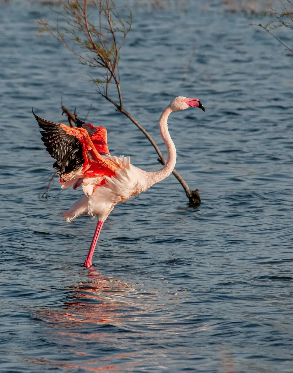 Flamingo gölü doğal yaşam fotoğrafı - pembe kuyruklu kuş