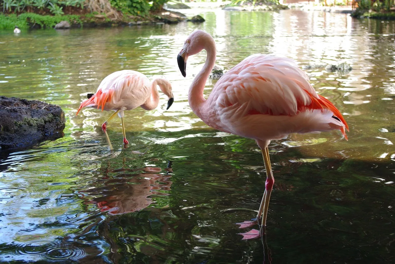 Flamingo gölü parkta pembe kuşlar - doğal yansıma