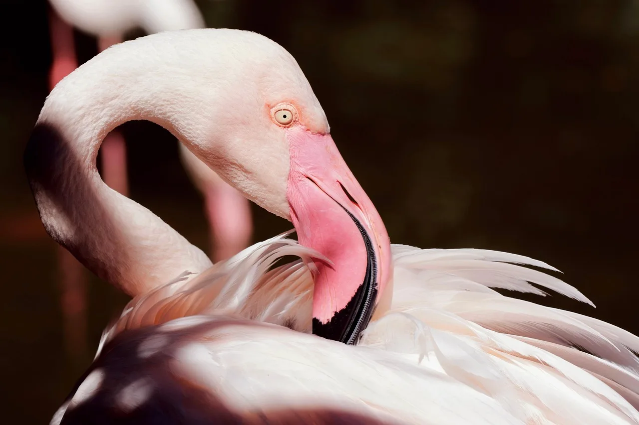 Flamingo kuşu yakın plan fotoğrafı - zarif doğa