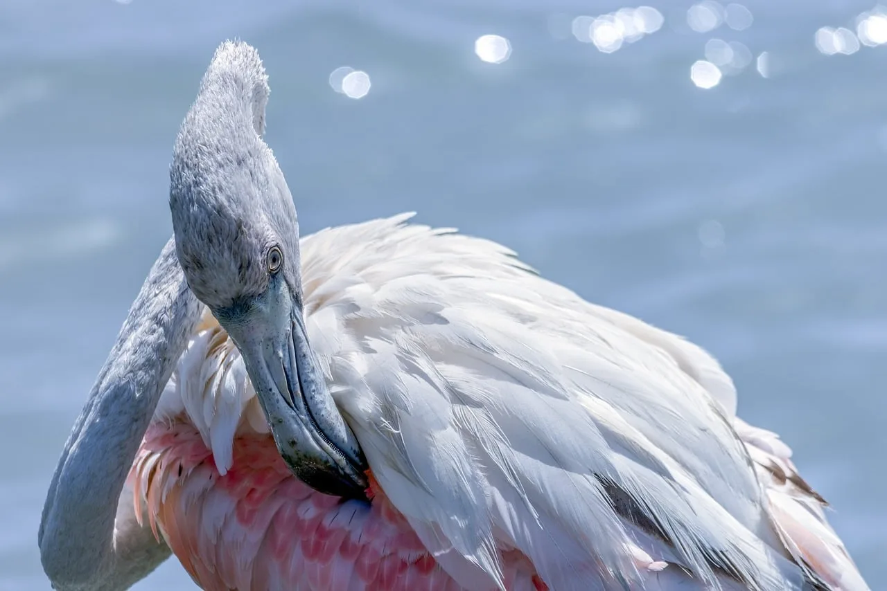 Flamingo kuyruk tüyleriyle sahilde zarif poz