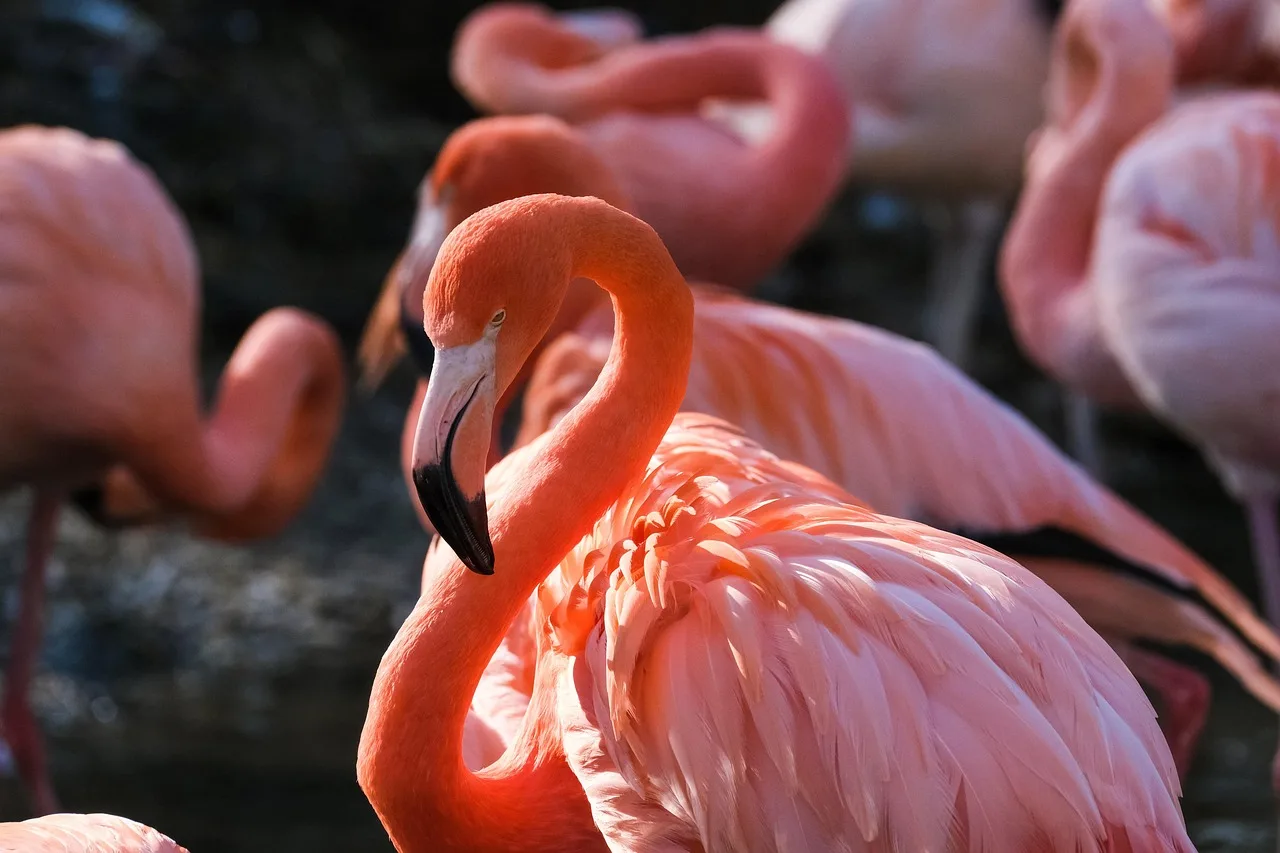 Flamingo su kuşu göl kenarında - pembe tüyler