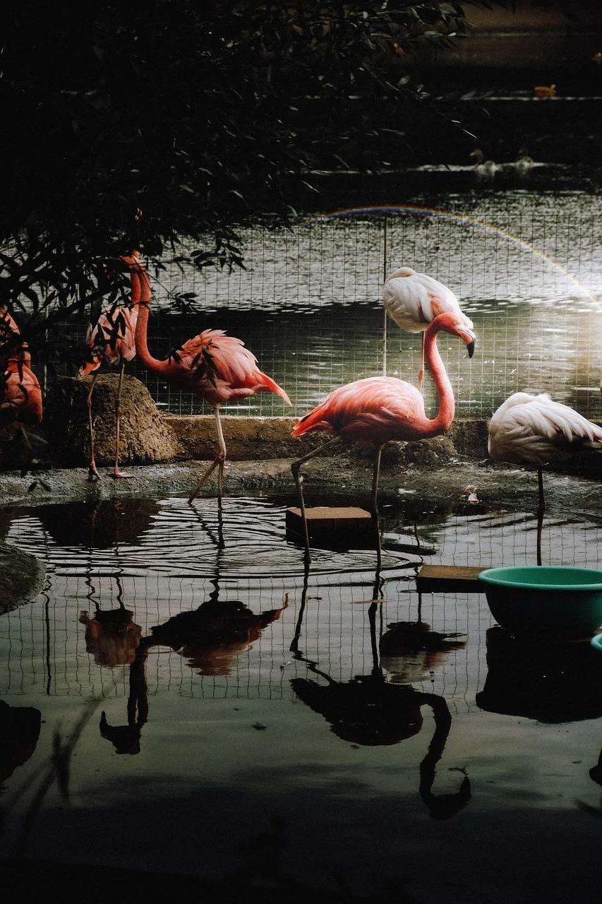 Flamingolarla gökkuşağı ışığında karanlık doğa sahnesi