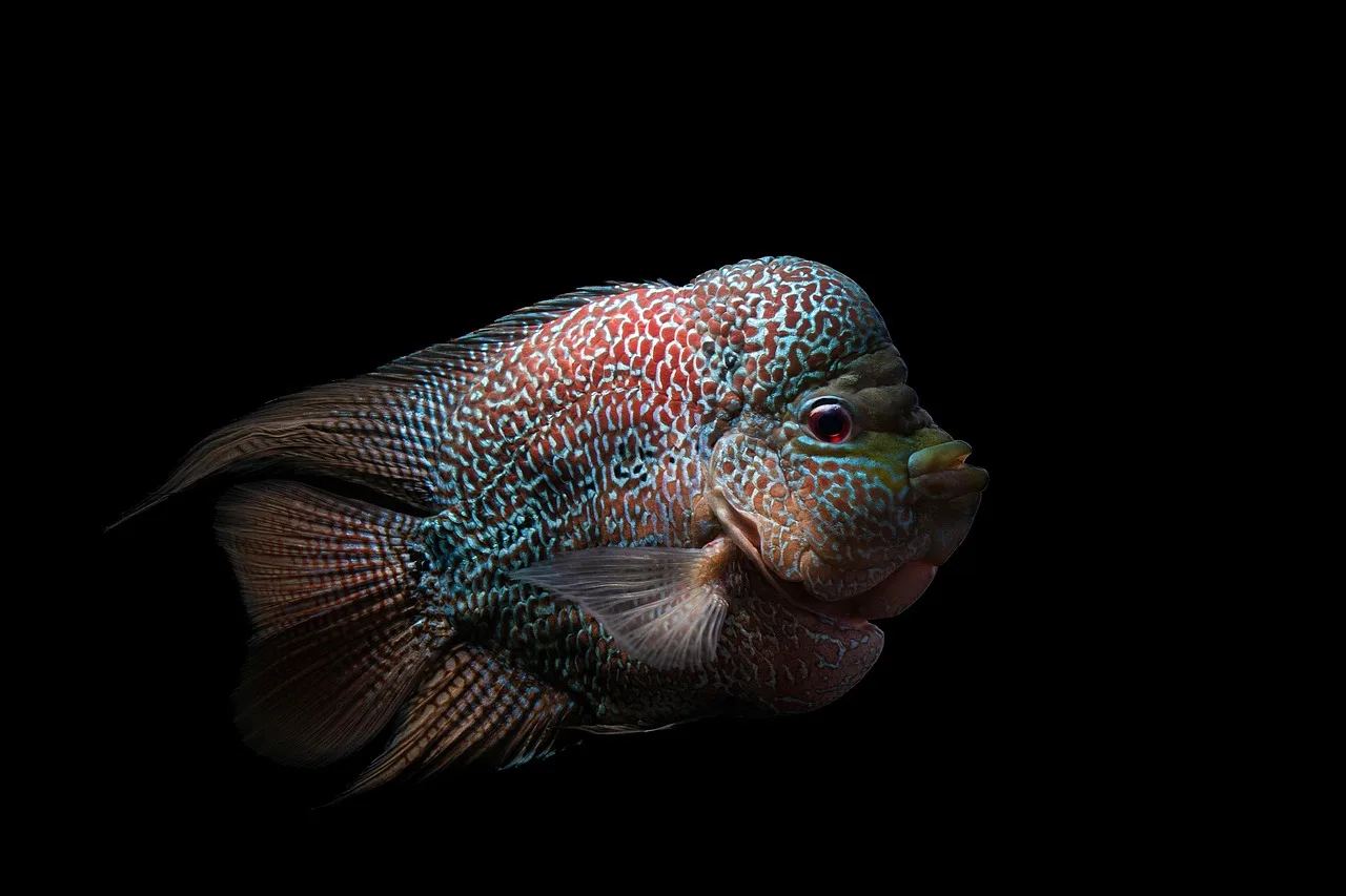 Flowerhorn balığı akvaryumda yüzüyor - su altı canlısı