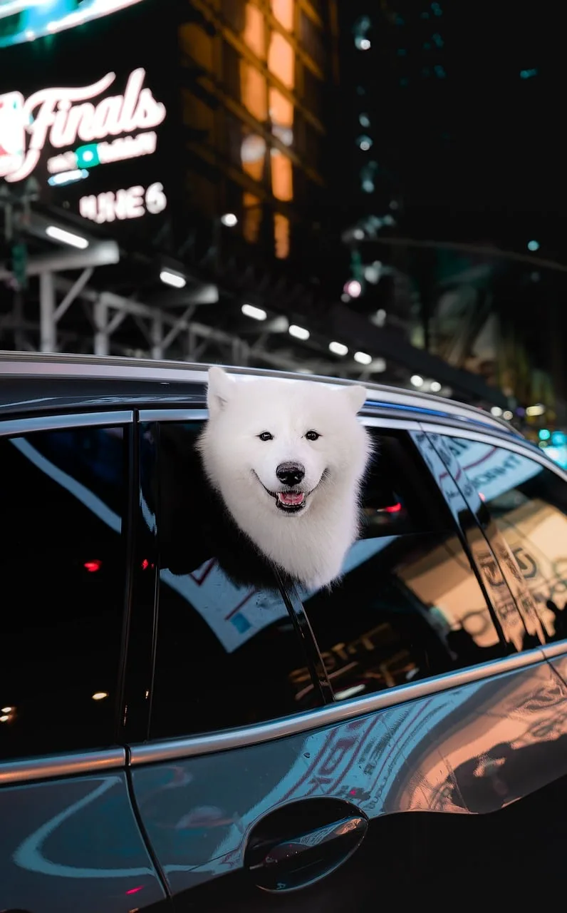 Fluffy Samoyed köpek şehir gece fotoğrafı