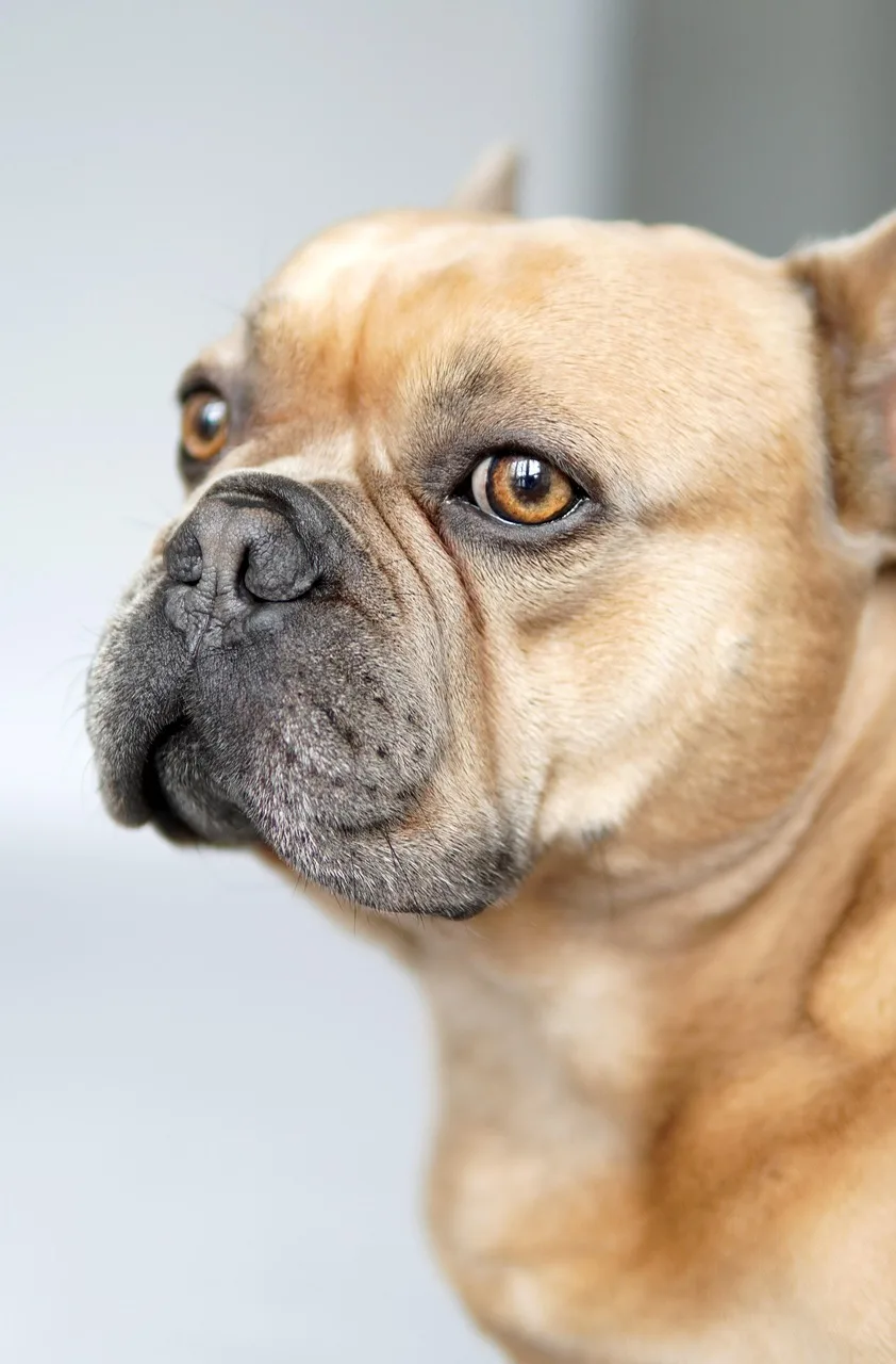 Fransız bulldog portresi - sevimli köpek fotoğrafı