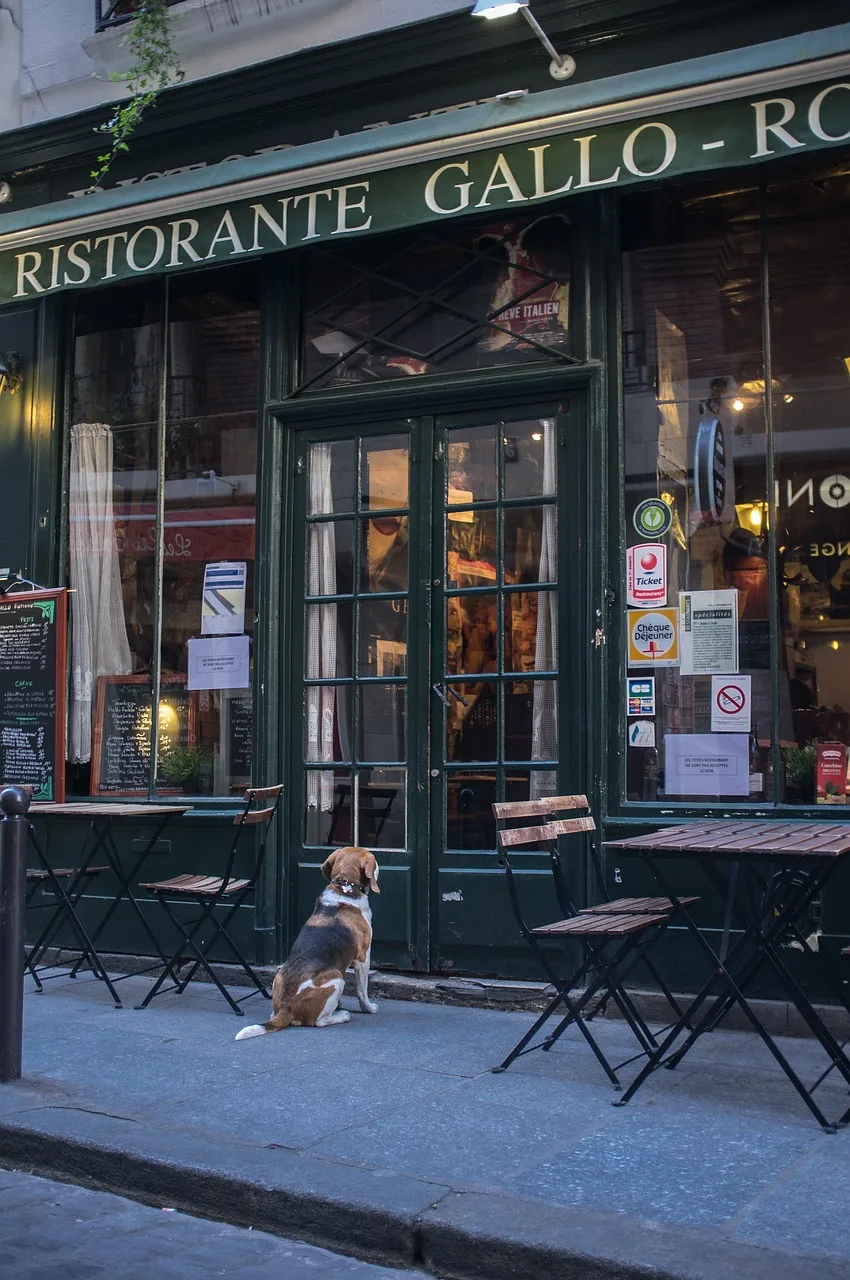 Fransız restoranı önünde köpek - şehir atmosferi Fransız restoranı önünde köpek - şehir atmosferi