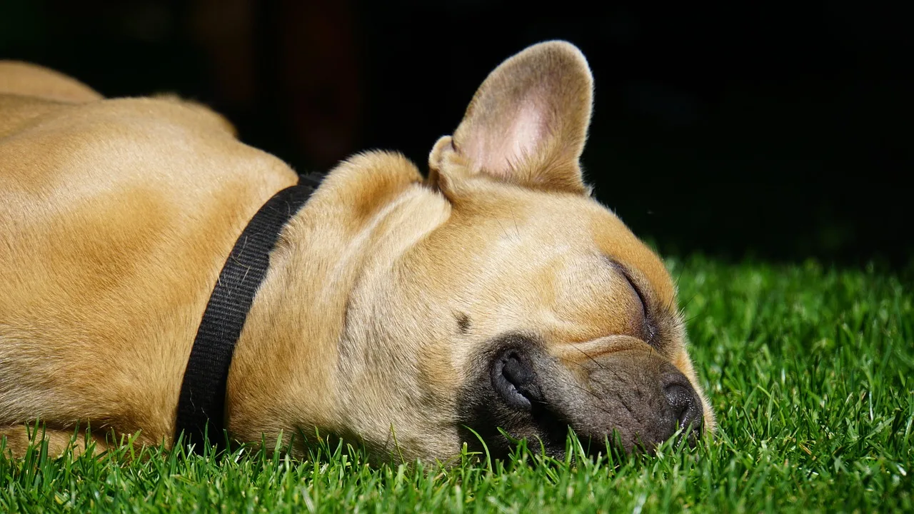 French bulldog uyuyan portre - sevimli evcil hayvan