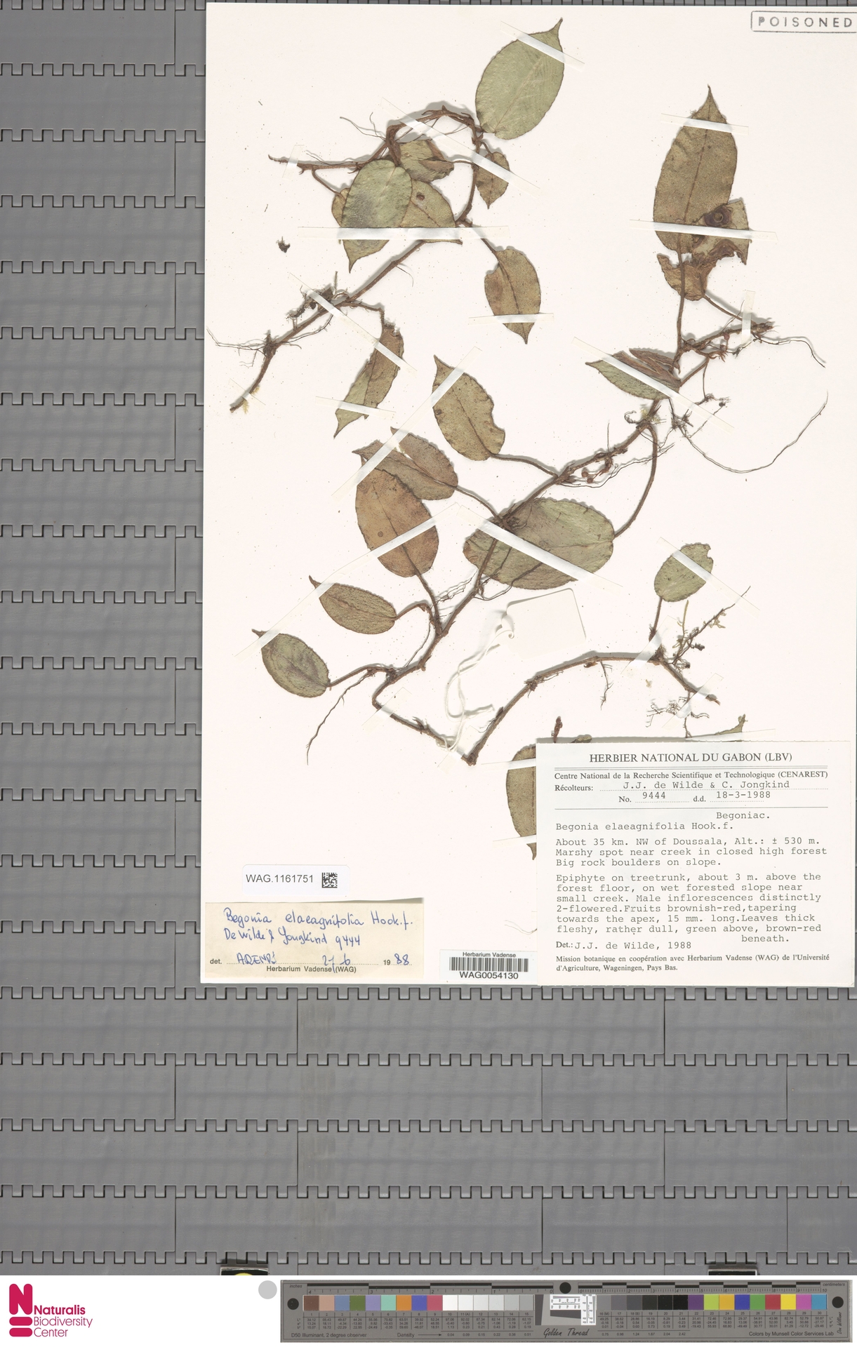 Gabon Ormanlarından Zehirli Begonya Herbarium Örneği ve Koleksiyon Etiketi