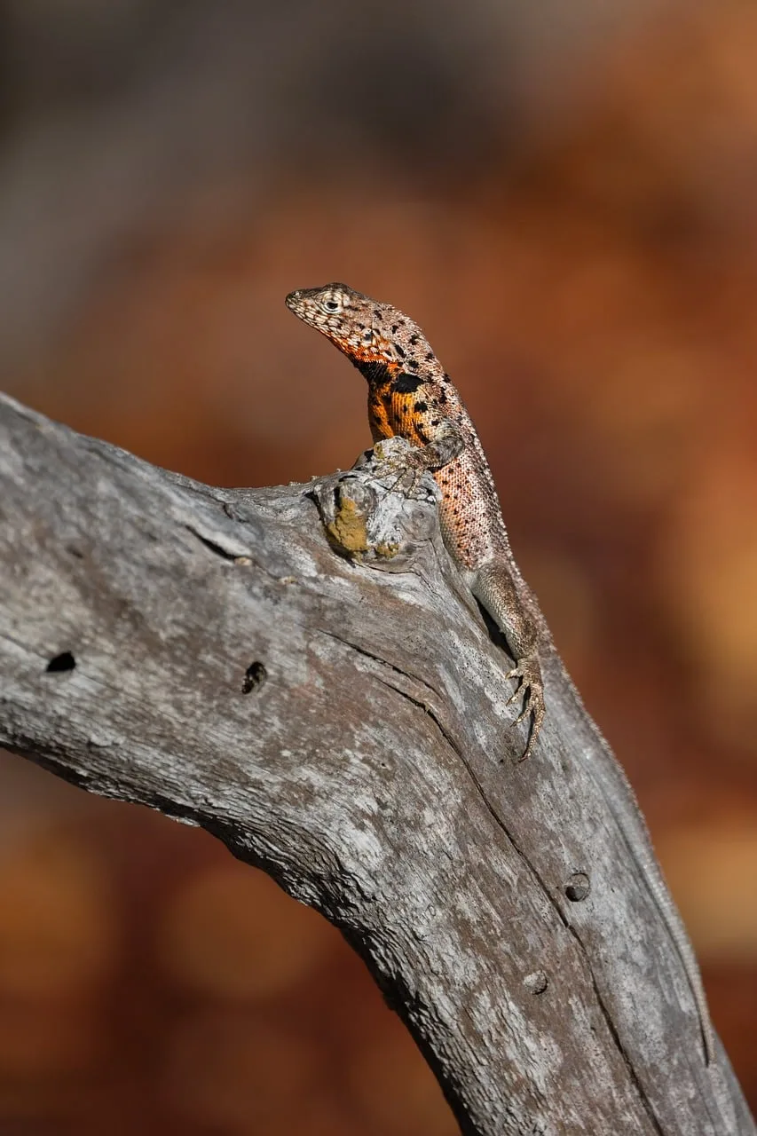 Galapagos adalarında kertenkele keşfi - doğal güzellik