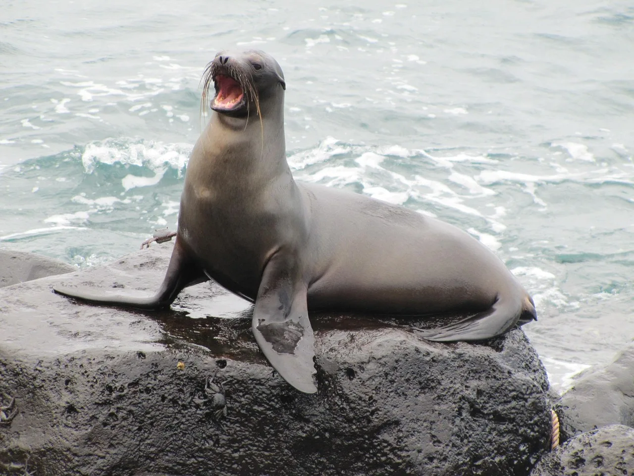 Galapagos deniz aslanı suyun içinde - vahşi yaşam