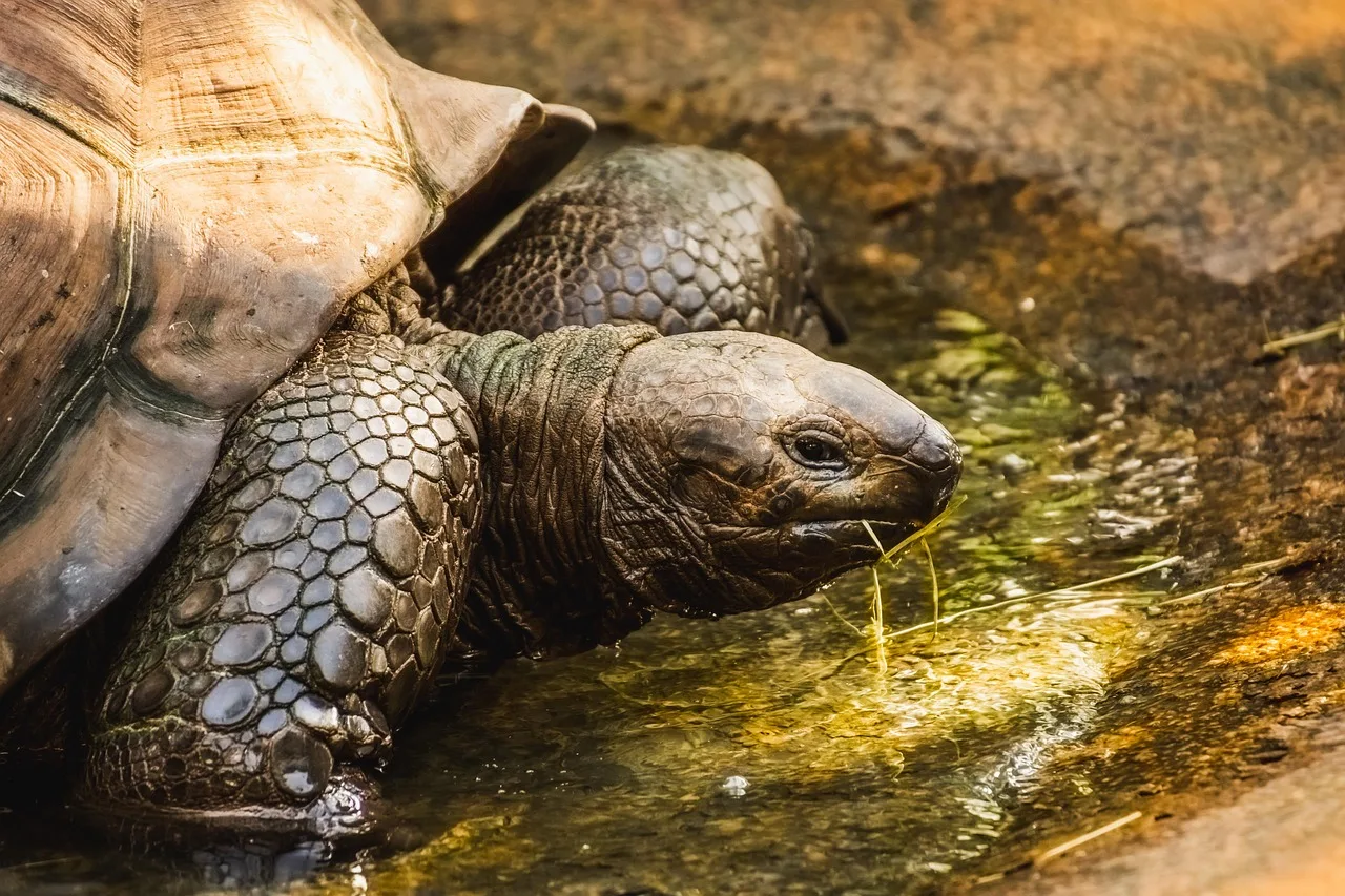 Galapagos dev kaplumbağa portresi - vahşi hayvan
