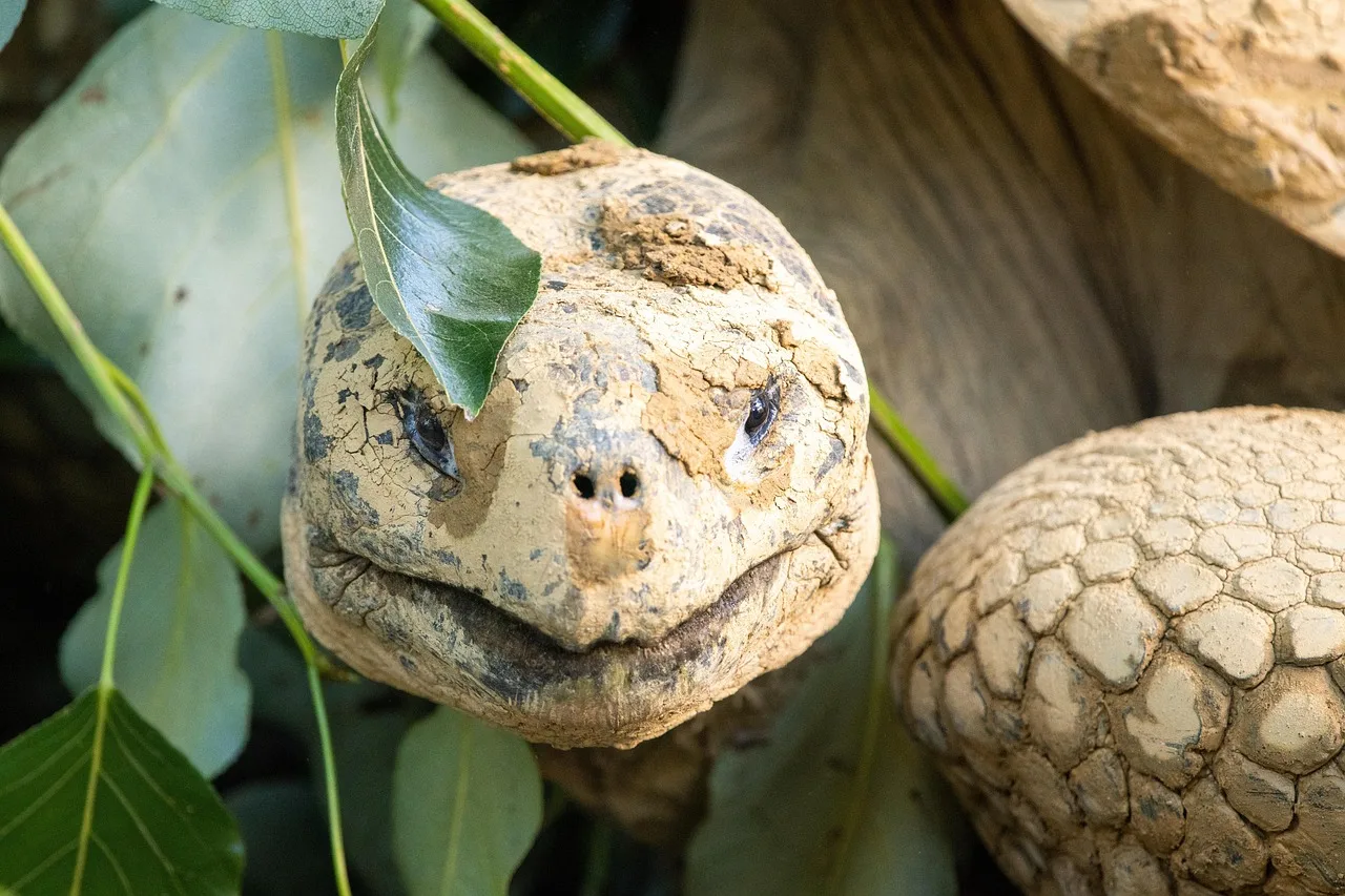 Galapagos dev kaplumbağası çamurlu doğa fotoğrafı