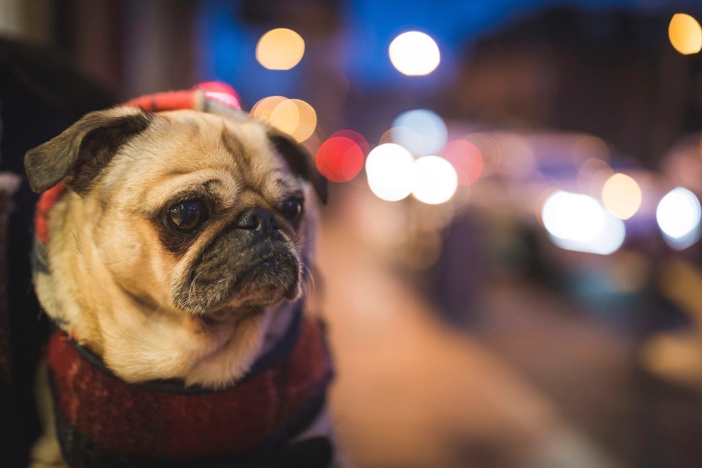 Gece Işıkları Arasında Kazağıyla Hüzünlü Bakışlar Fırlatan Pug Köpek