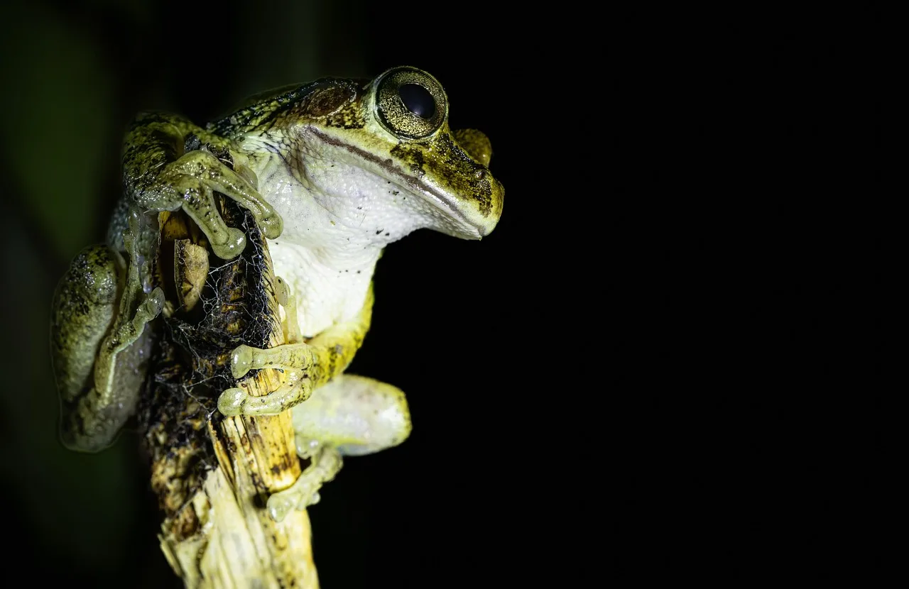 Gece makro ağaç kurbağası - doğa fotoğrafı