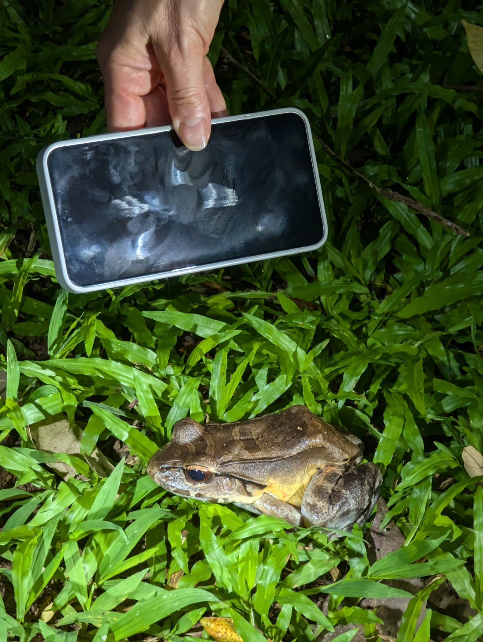 Gece vakti çimenlerdeki büyük kurbağayı telefonla fotoğraflayan kişi