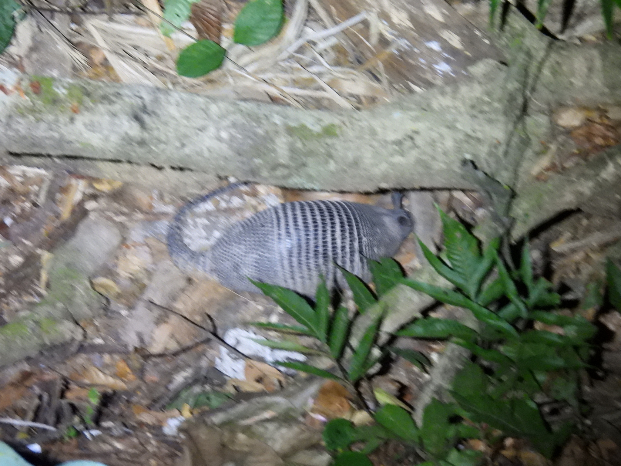 Gece Vakti Ormanda Yerde Yürüyen Zırhlı Bir Armadillo Görüntüsü