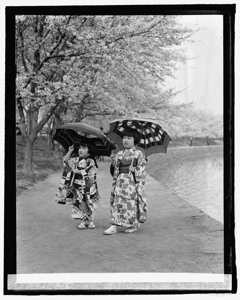 Geleneksel Kimonolu Çocukların Sakura Ağaçları Altındaki Eski Japon Fotoğrafı