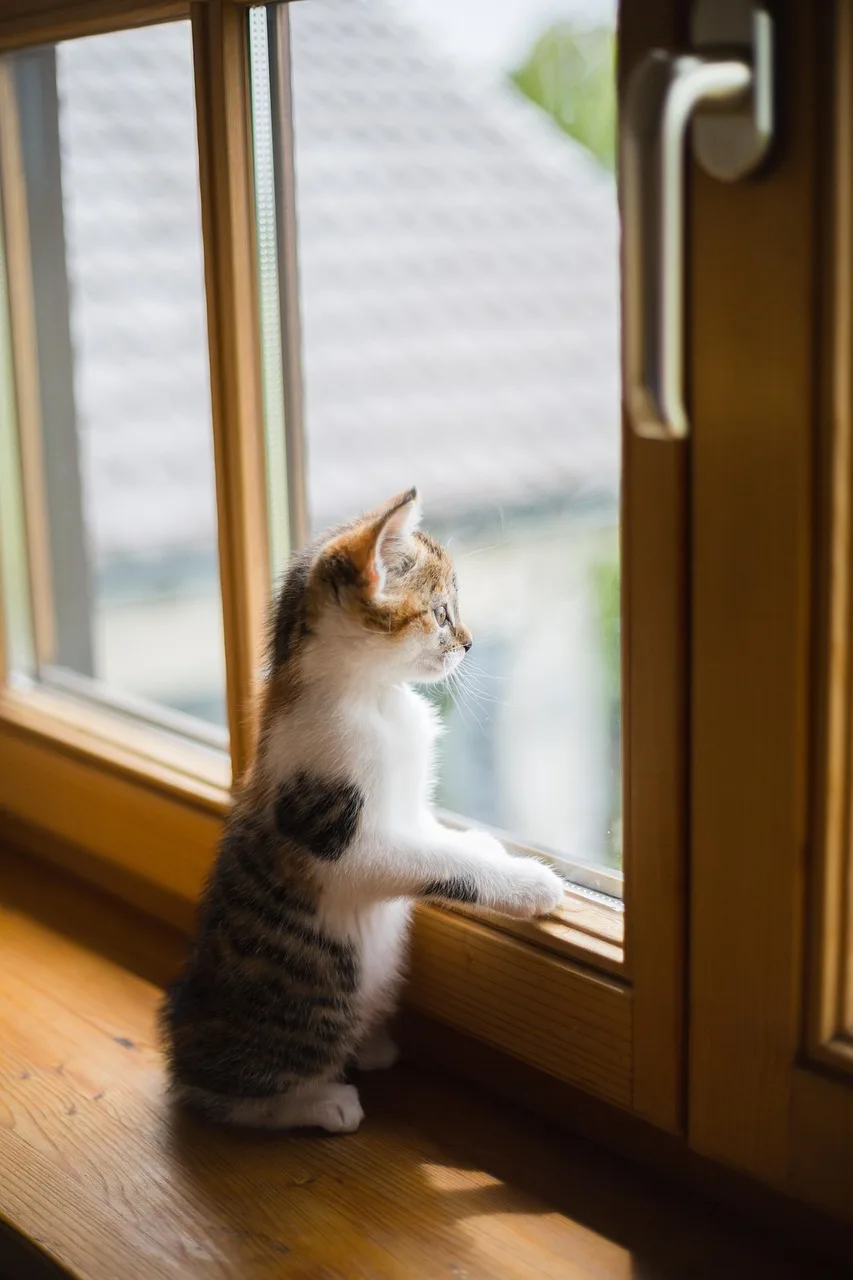 Genç kedi pencere kenarında hüzünlü portresi