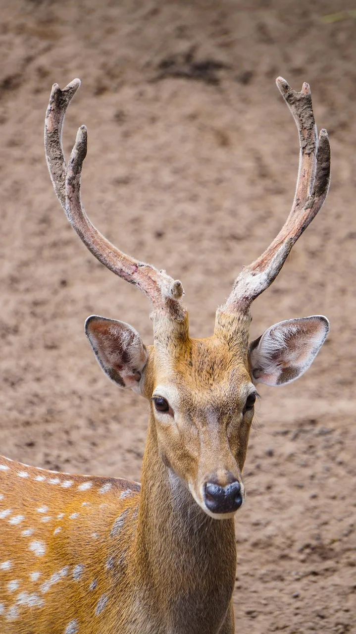 Geyik başı antlers ile orman manzarası