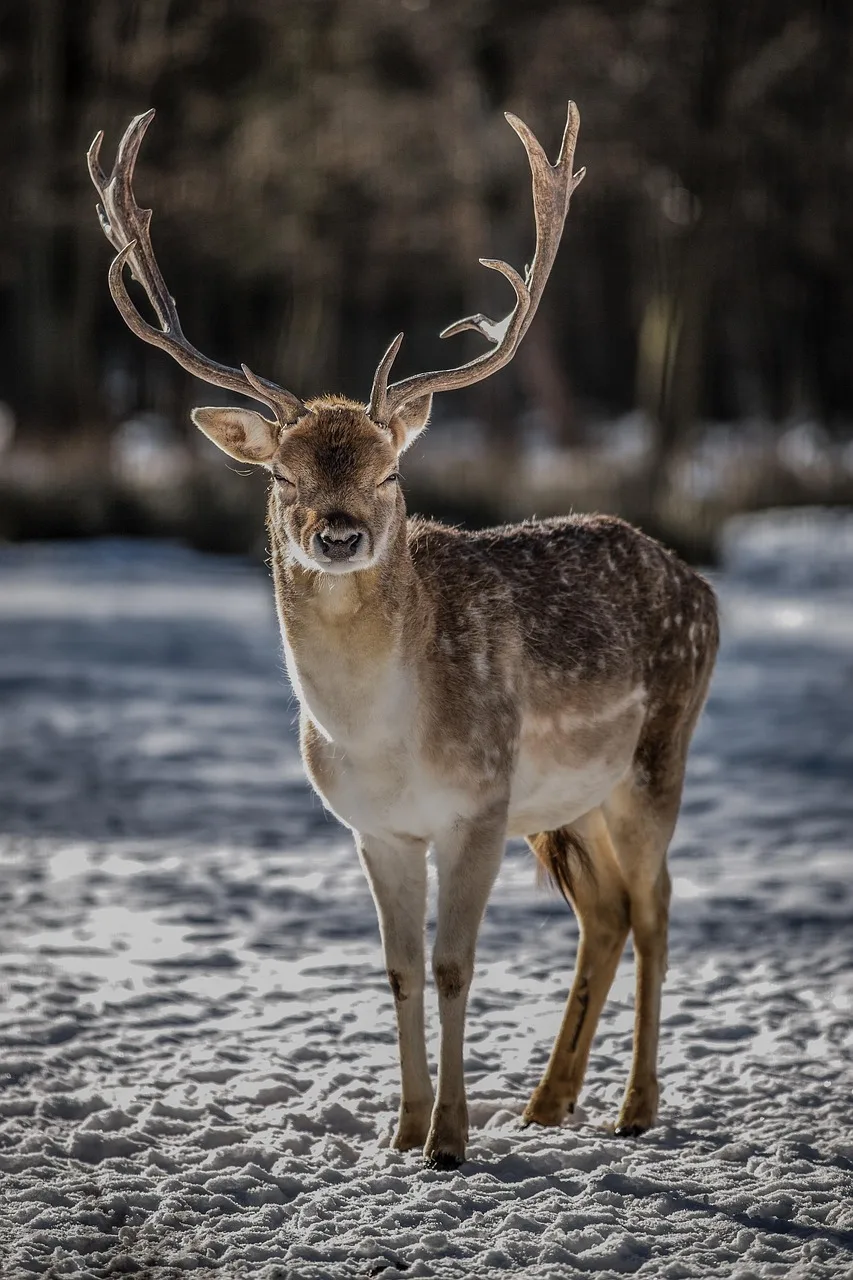 Geyik sürüsü ormanda antlersiyle dolaşıyor Geyik sürüsü ormanda antlersiyle dolaşıyor