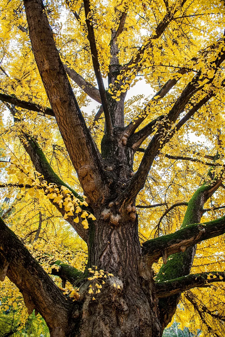 Ginkgo ağacı sonbahar parkındaki düşen yapraklar