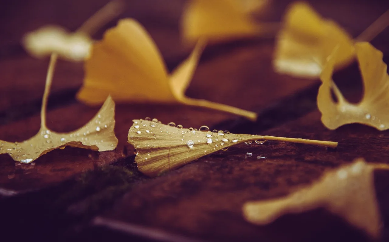 Ginkgo yaprağı damla suyu ile sonbahar fotoğrafı