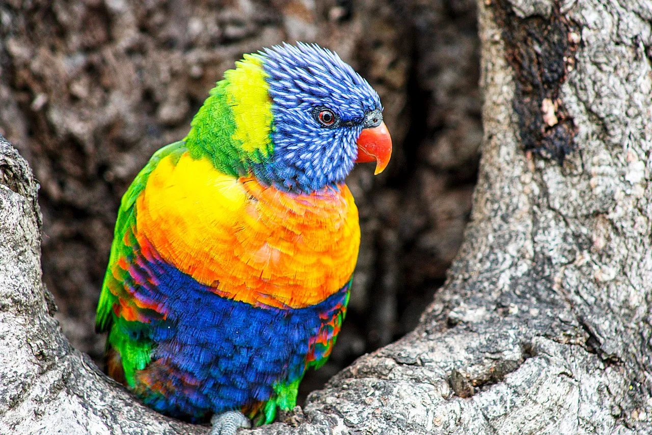 Gökkuşağı lorikeet dallarda renkli kuş fotoğrafı