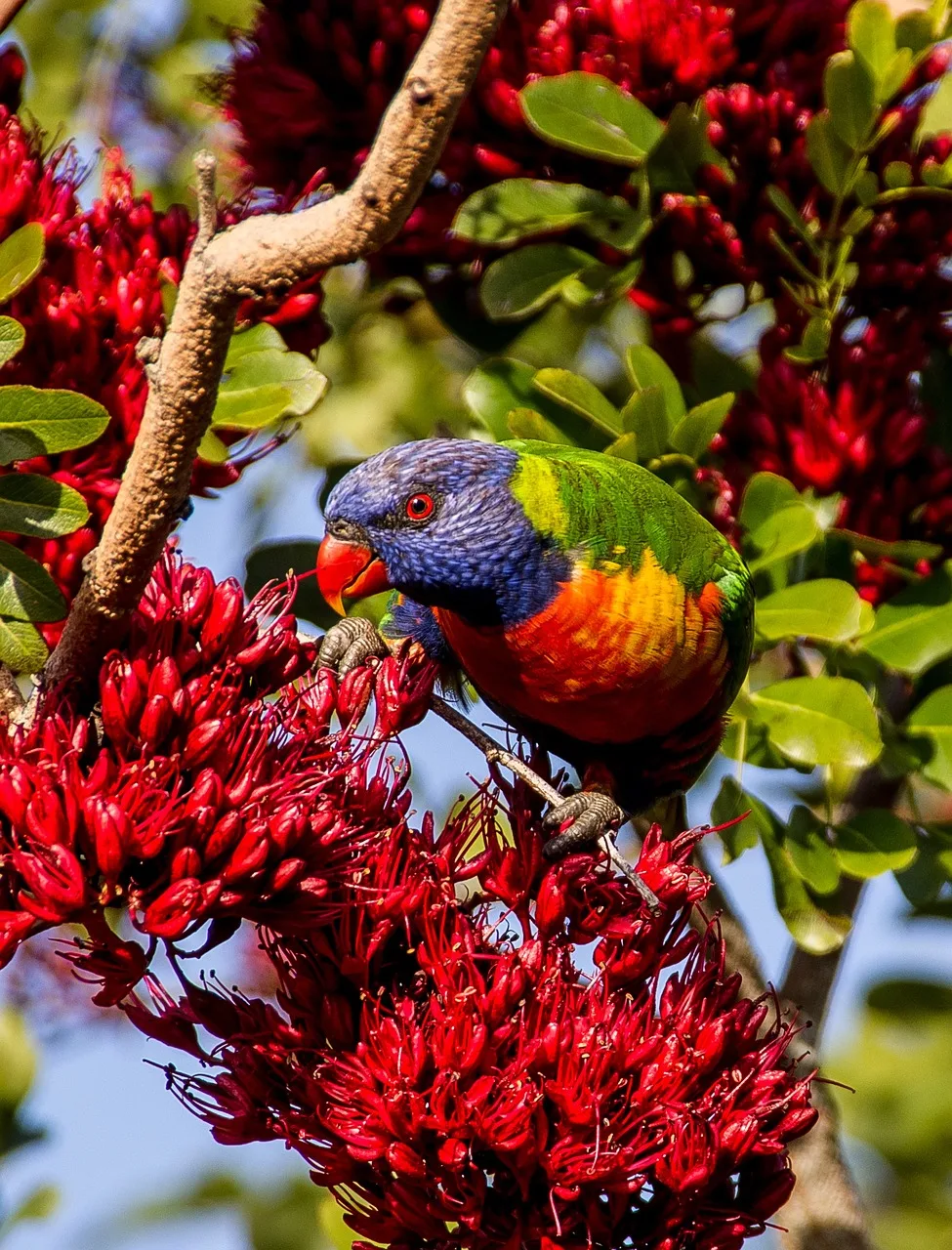 Gökkuşağı loriketi renkli kuş fotoğrafı