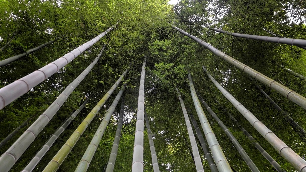 Gökyüzüne Doğru Uzanan Bambu Ağaçlarının Etkileyici Orman Manzarası
